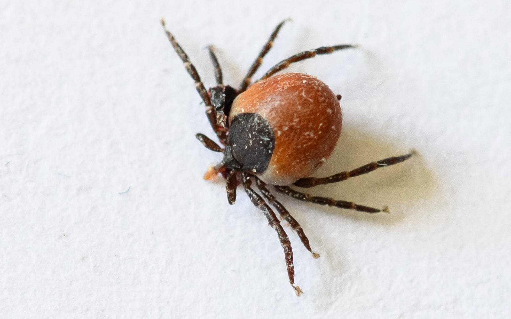 Whatever you require to understand about ticks– and exactly how to quit them wrecking your vacation